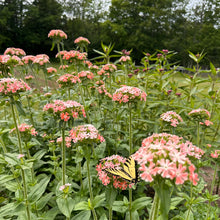 Pale Red Maltese Cross