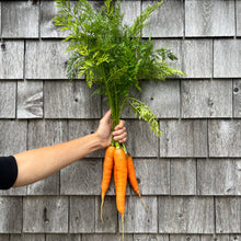 Papa Earl's Scarlet Nantes Carrot