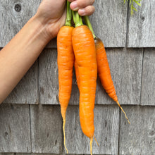 Papa Earl's Scarlet Nantes Carrot