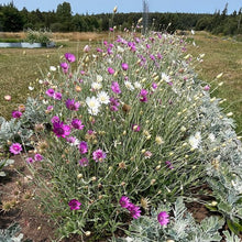 Immortelle Paper Flower Double Petal