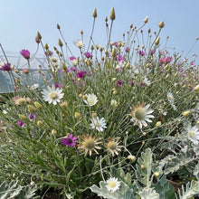 Immortelle Paper Flower Double Petal