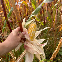 Peaches & Cream Heirloom Sweet Corn