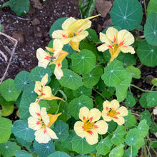 Peach Melba Nasturtium