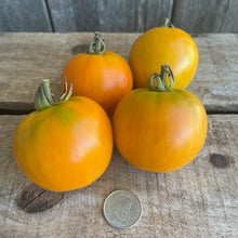 Persimmon Tomato