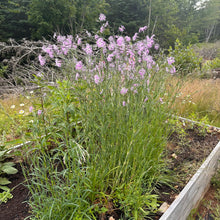 Pink-Fringed Ambrosia