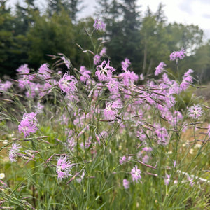 Pink-Fringed Ambrosia