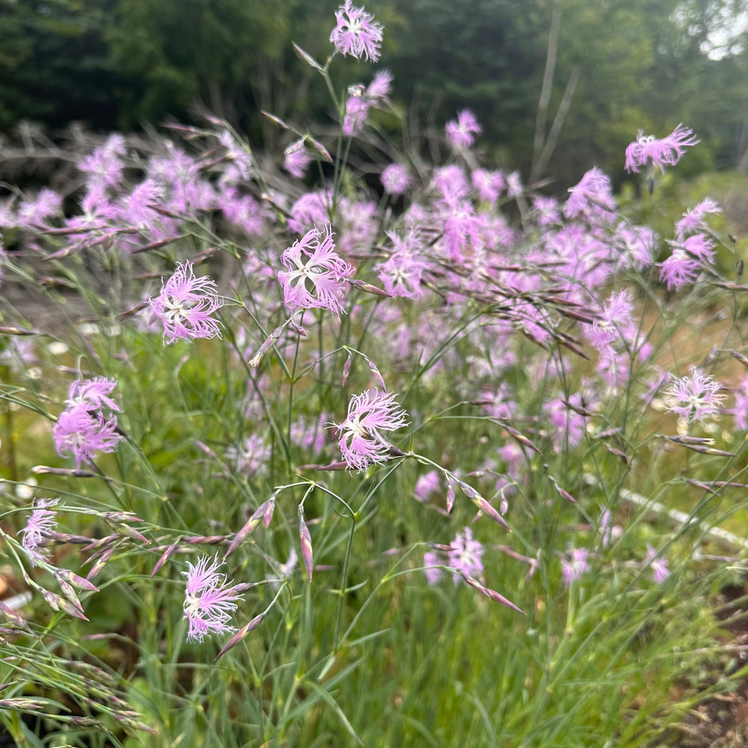 Pink-Fringed Ambrosia