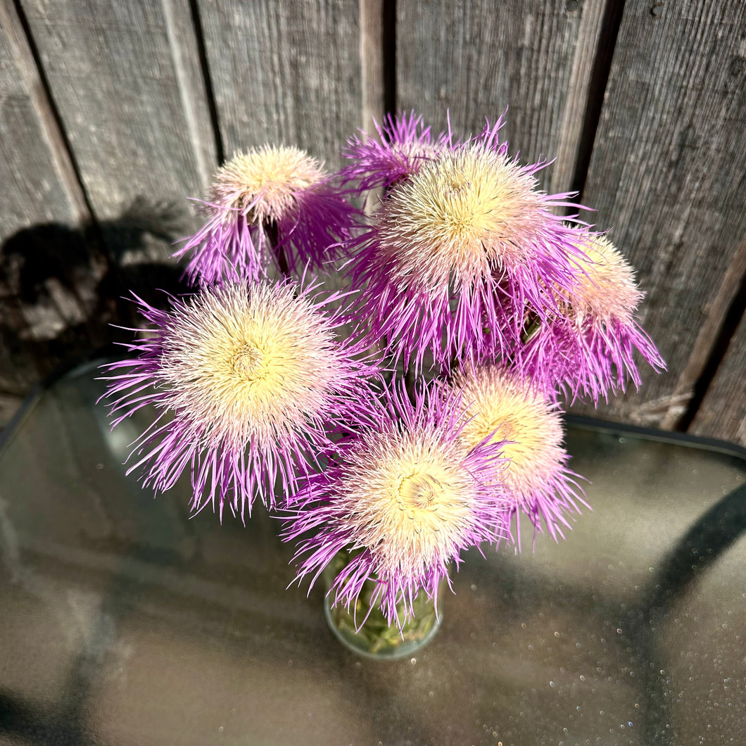 basket flower seeds Pink Basket Flower – Revival Seeds