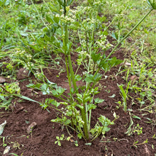 Pink Plume Celery