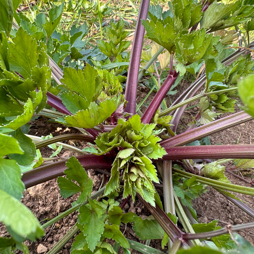 Pink Plume Celery