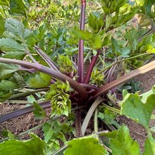 Pink Plume Celery