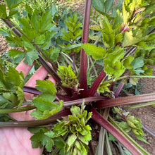 Pink Plume Celery