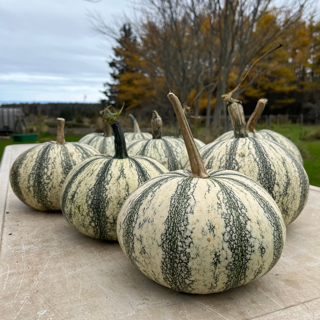 Pipian from Tuxpan Squash