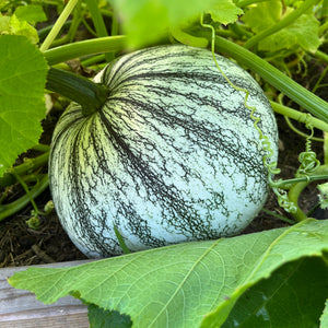 Pipian from Tuxpan Squash