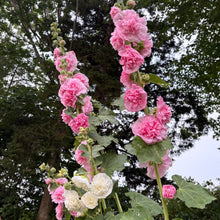 Pom Pom Hollyhock Mix
