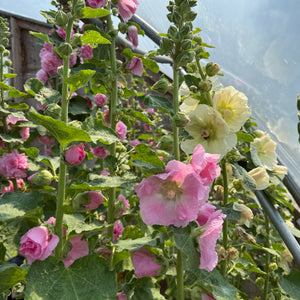 Pom Pom Hollyhock Mix