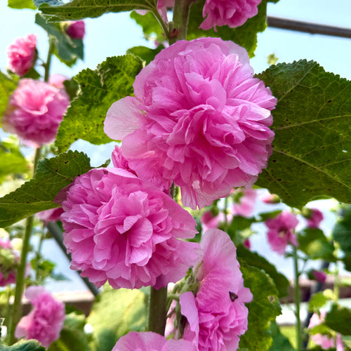 Pom Pom Hollyhock Mix