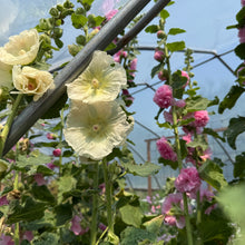 Pom Pom Hollyhock Mix