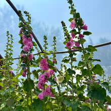 Pom Pom Hollyhock Mix