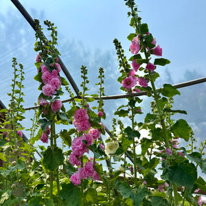 Pom Pom Hollyhock Mix