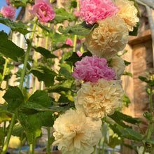 Pom Pom Hollyhock Mix