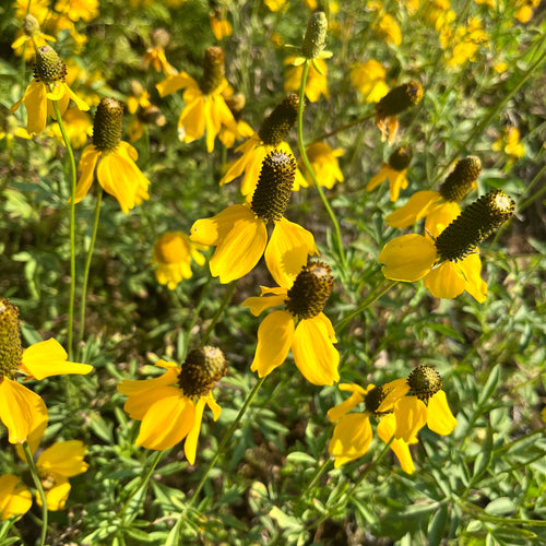 Prairie Coneflower