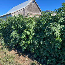 Purple Calabash Tomato