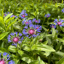 Purple Mountain Cornflower