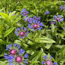 Purple Mountain Cornflower