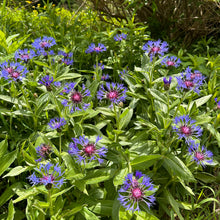 Purple Mountain Cornflower