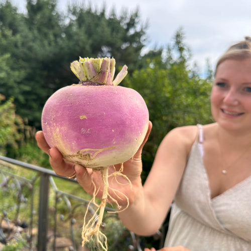 Purple Top White Globe Turnip