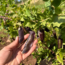 Purple Velvet Snow Pea