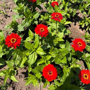 Radiant Red Zinnia