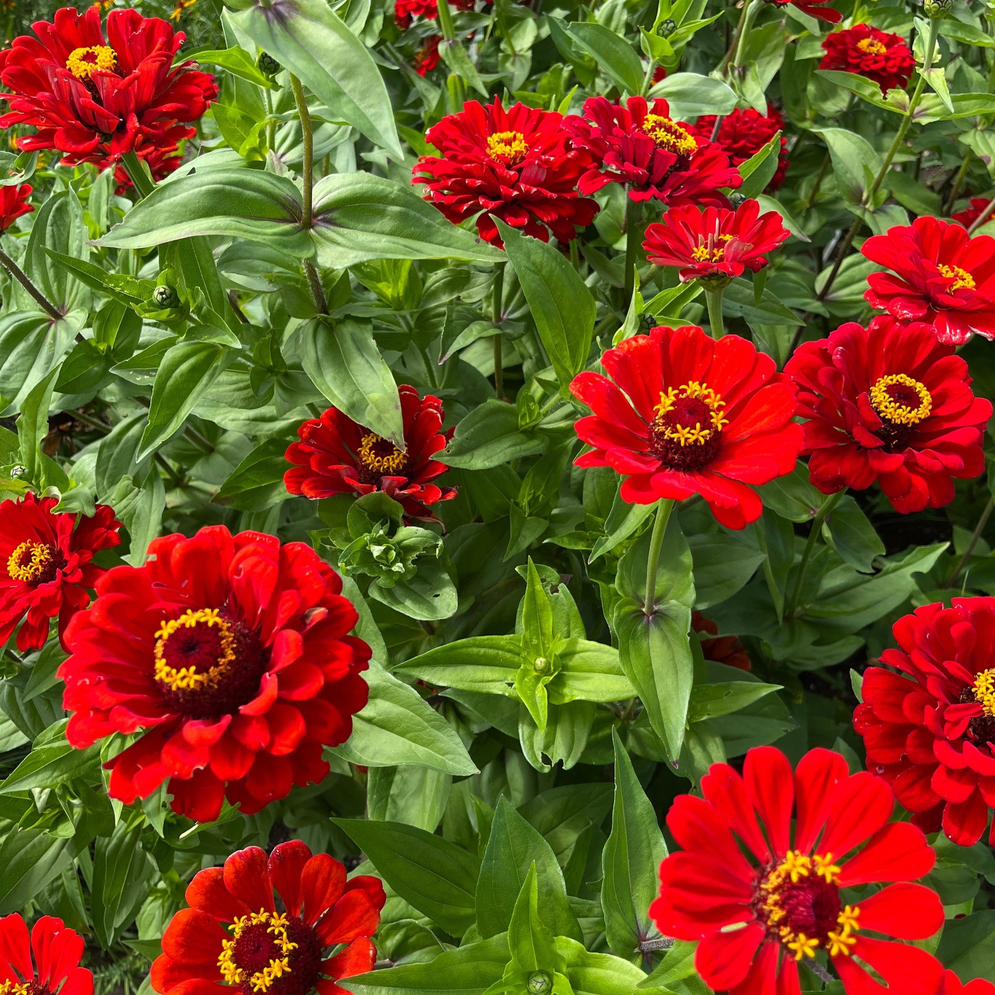 Radiant Red Zinnia Revival Seeds Radiant Red Zinnia Revival Seeds