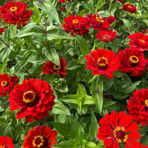 Radiant Red Zinnia