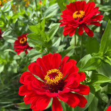 Radiant Red Zinnia