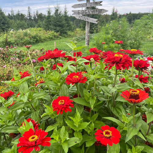 Radiant Red Zinnia