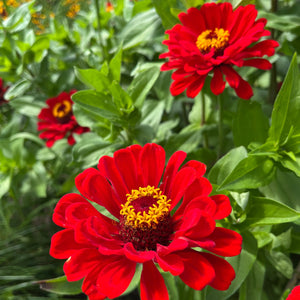 Radiant Red Zinnia