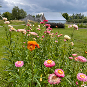 Rainbow Strawflower Mix