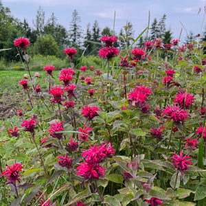 Scarlet Red Bee Balm