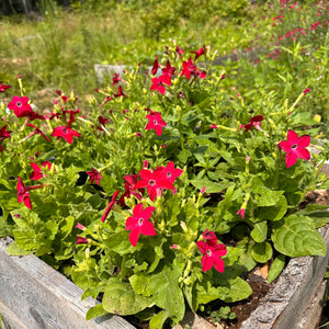 Dwarf Red Nicotiana