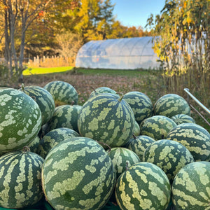 Red Seeded Citron Watermelon