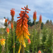 Red Hot Poker