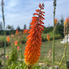 Red Hot Poker