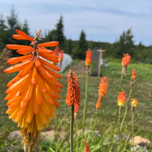 Red Hot Poker