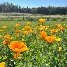 Baba's Hollywood Poppy