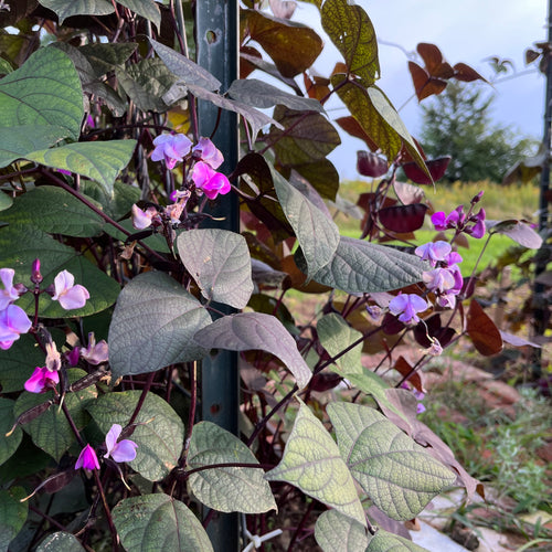 Ruby Moon Hyacinth Bean