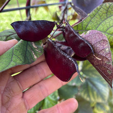 Ruby Moon Hyacinth Bean