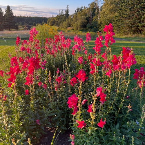 Ruby Tuesday Snapdragon