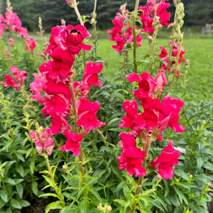 Ruby Tuesday Snapdragon